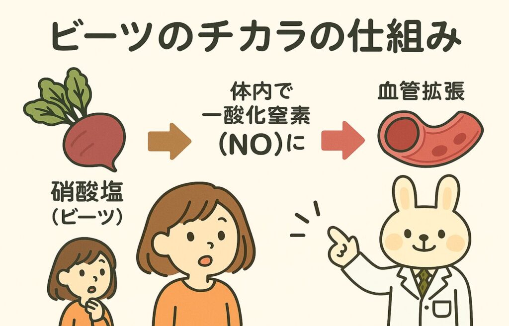 ビーツのチカラの仕組み」を説明する図解。すずちゃんがビーツを見つめ、みどりん（白衣のウサギ）が解説している。図では「硝酸塩（ビーツ）」→「体内で一酸化窒素（NO）に」→「血管拡張」の流れを矢印で視覚的に表現している。背景はやさしいベージュ色。